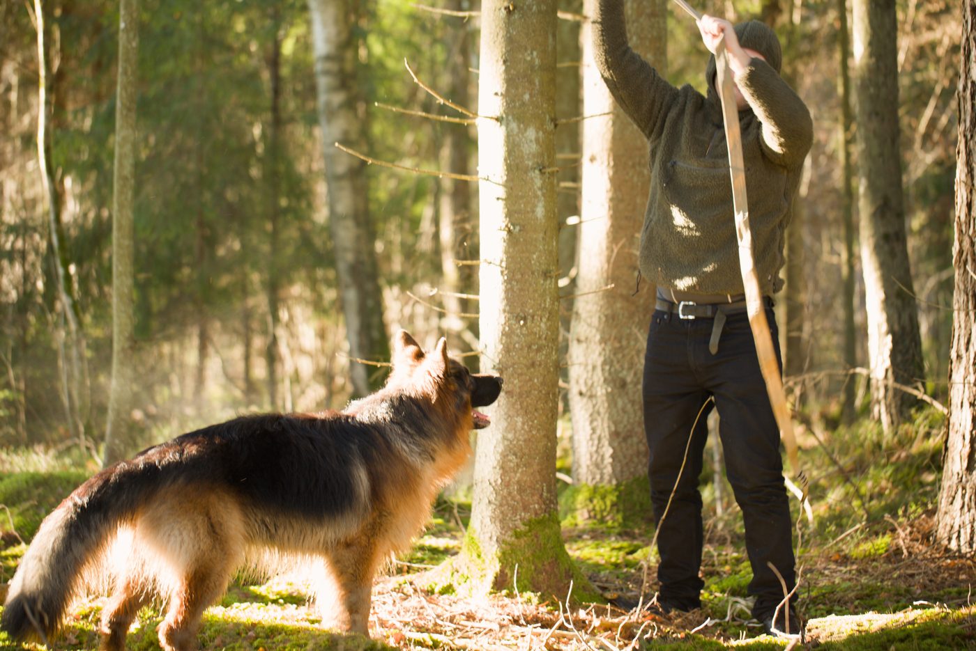 Gathering deadfall firewood in a pine forest with a dog — fuel for the Titan1 fire pit